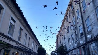 lisboa lisbon portugal lx factory birds sky