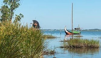 aveiro ria vouga river moliço molico seaweed harvest moliceiros boats barco water nature portugal silver coast