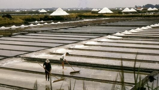 aveiro salt salinas sel harvest portugal silver coast atlantic ocean sea