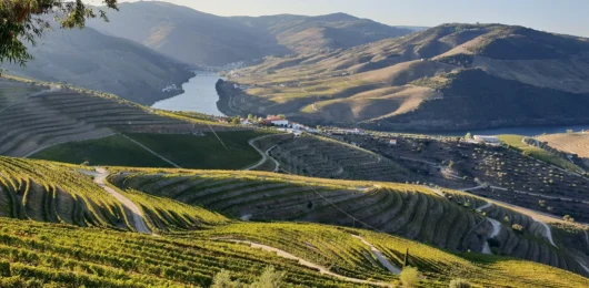 portuguese climate atlantic ocean douro valley vineyards port wine river terrace