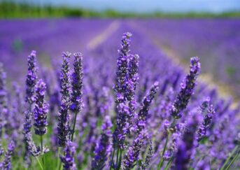 herb lavendar licor beirao medicine to typical liqueur blue purple