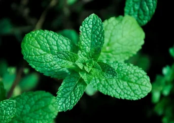 mint herb plant licor beirao medicine to typical liqueur popular famous green cocktails fresh