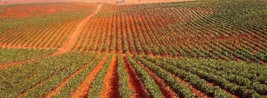 Typical Alentejo vineyard landscape view portuguese wines and wine regions Portugal {{brizy_dc_image_alt imageSrc=