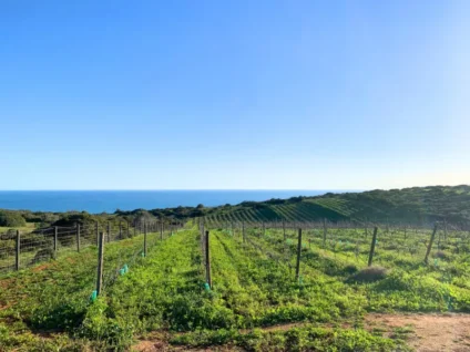 Algarve vineyard atlantic ocean portugal wine region portuguese wines south {{brizy_dc_image_alt imageSrc=