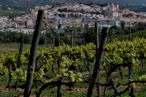 The best Portuguese wines and wine regions Algarve south Portugal atlantic ocean vineyard town {{brizy_dc_image_alt imageSrc=