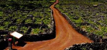 The best Portuguese wines and wine regions Azores Pico island vineyards Portugal {{brizy_dc_image_alt imageSrc=