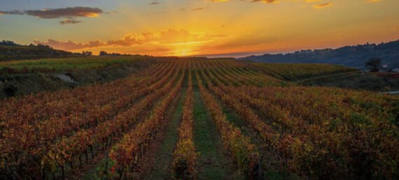 Dão region vineyards sunny picturesque view portuguese wines agriculture {{brizy_dc_image_alt imageSrc=