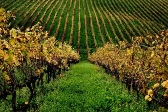The best Portuguese wines and wine regions Lisbon Alenquer DOC vineyards green nature grapes view {{brizy_dc_image_alt imageSrc=