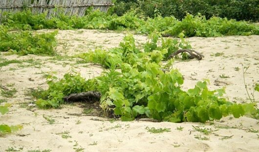 Colares DOC grapes sand Lisbon Portuguese wines and wine regions Portugal sintra atlantic ocean {{brizy_dc_image_alt imageSrc=