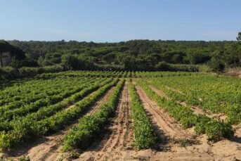 Special vineyards Colares Sintra wines Portugal Lisbon district sand soil {{brizy_dc_image_alt imageSrc=