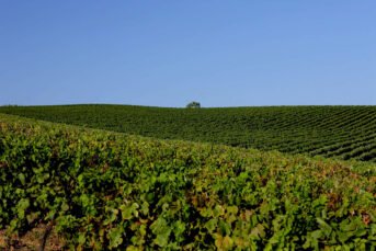 Vineyards of the best Portuguese wines and wine regions Lisbon district lisboa estremadura {{brizy_dc_image_alt imageSrc=