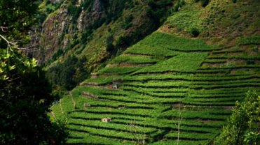 Madeira island vineyard portuguese wnes green mountain {{brizy_dc_image_alt imageSrc=