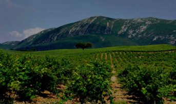 Best Portuguese wines and wine regions Setúbal peninsula vineyard mountain {{brizy_dc_image_alt imageSrc=