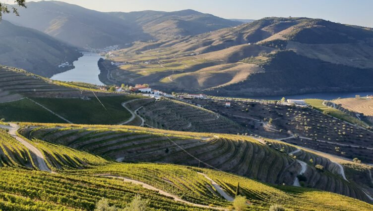 port wine vineyards famous fortified wine douro river valley region north portugal